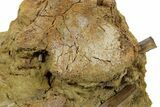 Fossil Dinosaur Bones and Ossified Tendons in Sandstone - Wyoming #380400-1